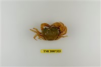 藏品(屏東澤蟹)的圖片